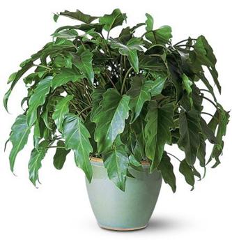 filodendron