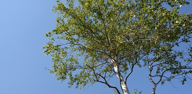 tree300