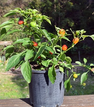 plant1